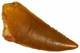 Serrated Raptor Tooth - Real Dinosaur Tooth #370284-1